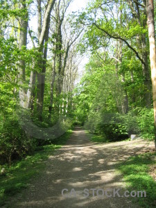 Path tree green.