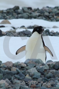 Penguin animal bird.