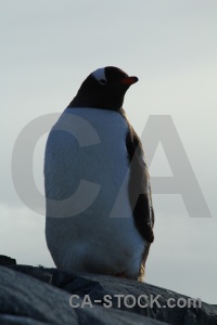 Penguin animal sky antarctica wilhelm archipelago.