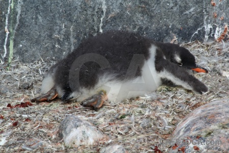 Penguin antarctic peninsula animal antarctica stone.