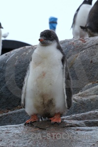 Penguin antarctic peninsula port lockroy day 10 palmer archipelago.