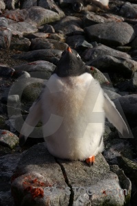 Penguin antarctica animal gentoo rock.