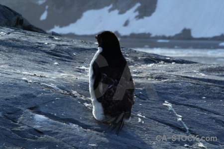 Penguin chick adelie antarctica cruise animal.