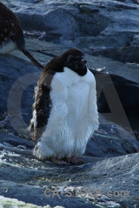 Penguin chick adelie day 8 antarctic peninsula.