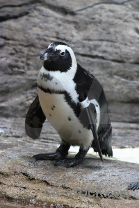 Penguin gray animal.