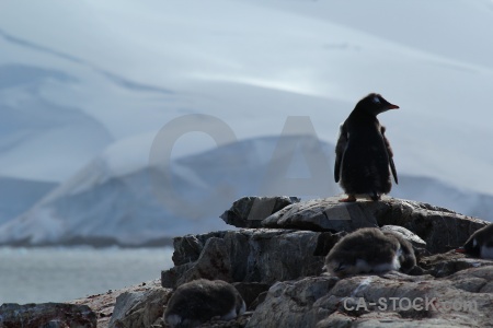 Penguin petermann island animal day 8 rock.