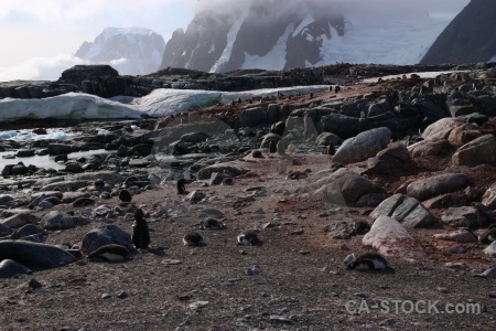 Penguin petermann island cloud ice antarctica.