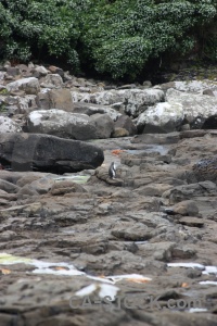 Penguin rock stone catlins animal.