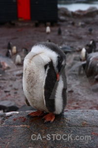 Penguin south pole neumayer channel gentoo antarctica.