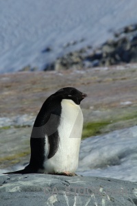 Penguin wilhelm archipelago animal snow antarctica cruise.