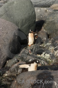 Penguin wilhelm archipelago rock gentoo petermann island.