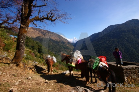 Person himalayan nepal tree donkey.