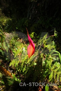 Peru flower andes orchid inca trail.