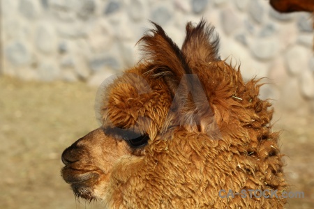 Peru south america arequipa alpaca.