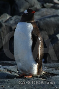 Petermann island antarctic peninsula south pole day 8 antarctica.