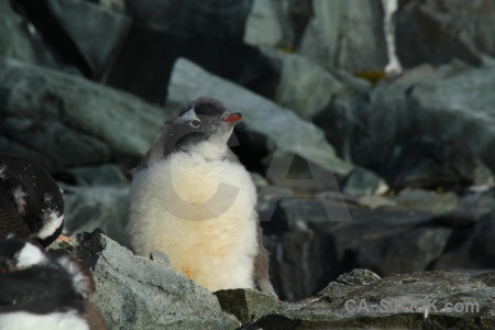 Petermann island chick gentoo penguin wilhelm archipelago.
