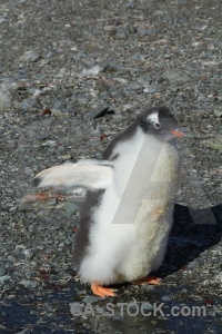Petermann island penguin antarctica cruise stone south pole.