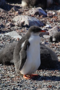 Petermann island penguin antarctica gentoo wilhelm archipelago.