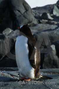 Petermann island penguin chick rock antarctic peninsula.