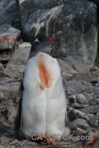 Petermann island penguin day 8 chick animal.