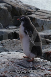 Petermann island penguin day 8 wilhelm archipelago gentoo.