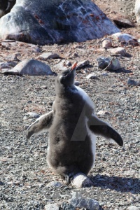 Petermann island penguin gentoo rock wilhelm archipelago.
