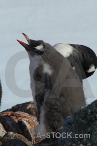 Petermann island south pole day 8 beak penguin.