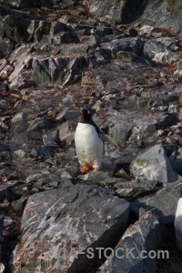 Petermann island wilhelm archipelago animal gentoo penguin.