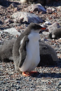 Petermann island wilhelm archipelago gentoo antarctic peninsula penguin.