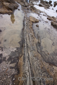 Petrified forest curio bay south island stone fossil.