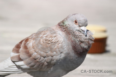 Pigeon dove animal bird.