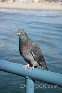 Pigeon dove bird blue animal.