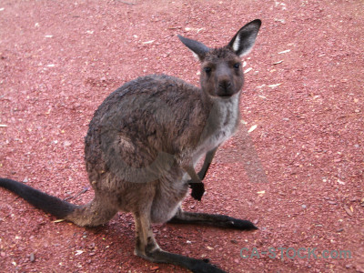 Pink kangaroo animal.