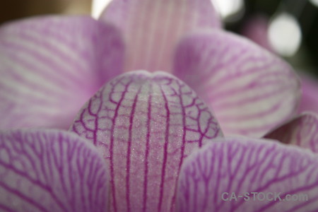 Pink purple plant flower orchid.