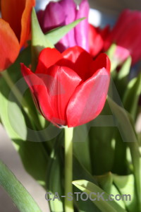 Pink red tulip green plant.