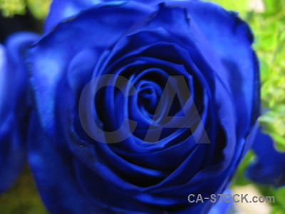 Plant blue rose flower green.