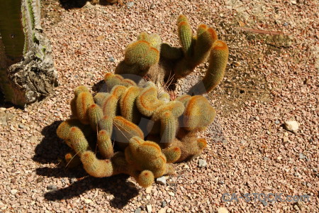 Plant brown orange cactus.