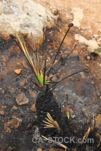 Plant burnt europe spain ash.
