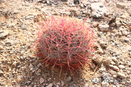 Plant cactus flower.
