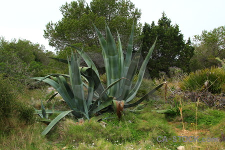 Plant cactus nature green texture.