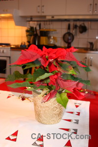 Plant christmas red flower.