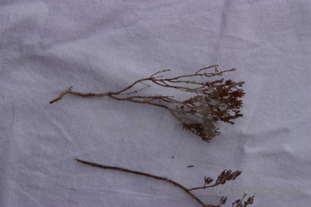 Plant dried flower.