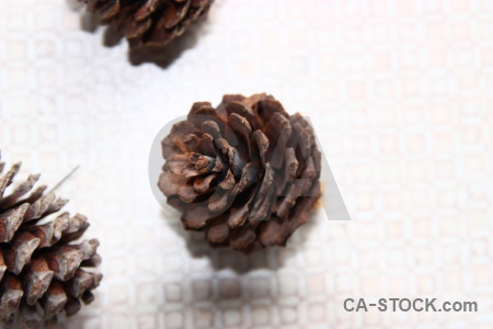 Plant dried flower fir cone.