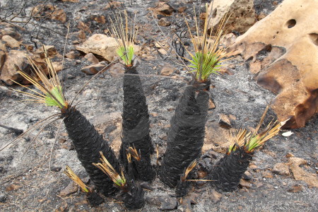 Plant europe ash montgo fire burnt.