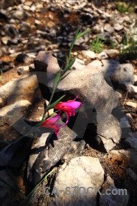 Plant europe spain javea rock.