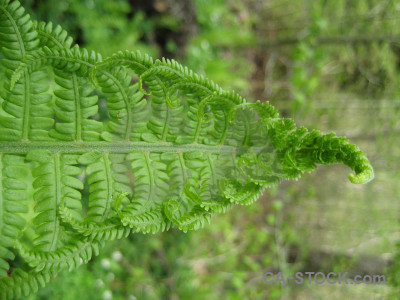 Plant fern green leaf.