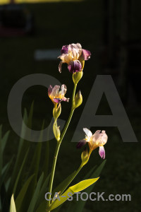 Plant flower black iris.