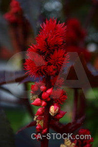 Plant flower black red.