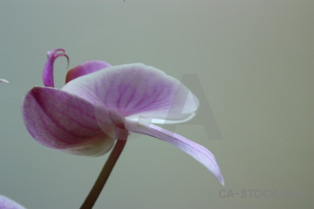 Plant flower gray orchid purple.