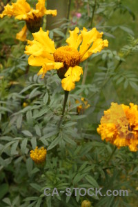 Plant flower green orange yellow.
